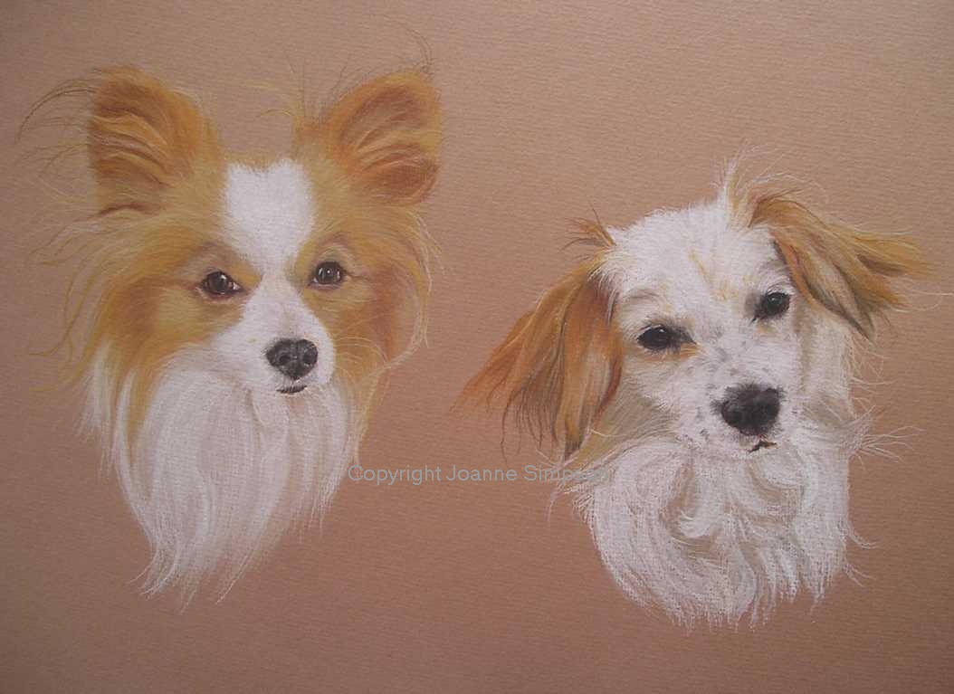 Papillon pet portrait by Joanne Simpson